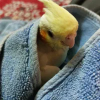 نروماده۲سالونیم کارداده