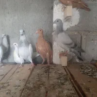 جوجه کبوتر پلاکی