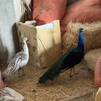 طاووس نر و ماده