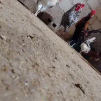 مرغ وخروس|پرنده|قشم, |دیوار