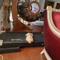 پامر امپریال مینیاتوری