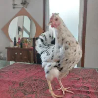 مرغ لاری، لاکندزی، گلین|حیوانات مزرعه|شاهین‌شهر, سعدی شمالی|دیوار