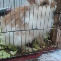 3عددخرگوش