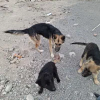 سگ ژرمن ماده شکم طلا|سگ|آذرشهر, |دیوار