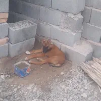 توله سگـ سرابی|سگ|ایرانشهر, |دیوار