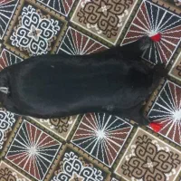 کلاسکه. دوعدد تمیزو خوشکل بزرگ‌