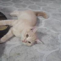 گربه بریتیش گلد و سیلور|گربه|تهران, پرستار|دیوار