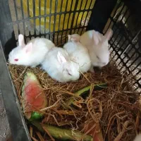 خرگوش|موش و خرگوش|کارون, |دیوار