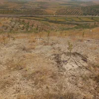 زمین با آب سد ایدغموش که امسال کاشته شده|فروش زمین و ملک کلنگی|میانه, |دیوار