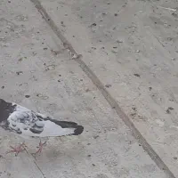 کفتر پرشی 2عددپاکستانی 2عددشازده 1عدوکت بوشهری|پرنده|امیدیه, |دیوار