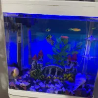 اکواریوم دلسا|ماهی|رباط‌کریم, رباط‌کریم|دیوار