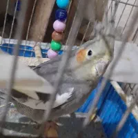 طوطی عروس ماده|پرنده|رشت, آب و برق|دیوار