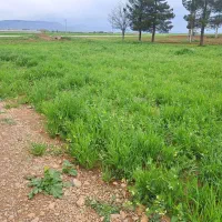 فروش-ومعاوضه-زمین-باغ-ویلا
