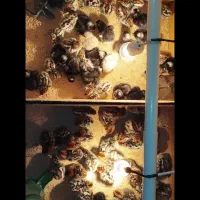 جوجه مرغ و تخم مرغ