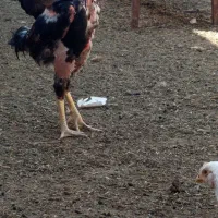 لاری|حیوانات مزرعه|محمدبار, |دیوار