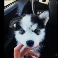 هاسکی نر و ماده