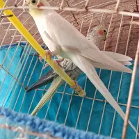 عروس هلندی مولد