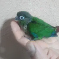 جوجه گرین چیک