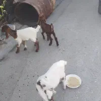 کهره|حیوانات مزرعه|بندر کنگان, |دیوار