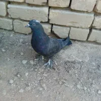 کبوتر اصفهانی
