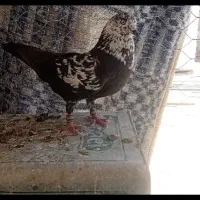 کبوتر