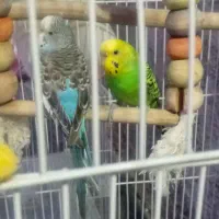 عروس هلندی ومرغ|پرنده|مشهد, آزادشهر|دیوار