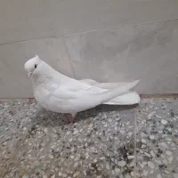 ماده کاکلی نر طوقی