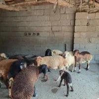 بره  نر وماده ماده  فروشی|حیوانات مزرعه|بندرعباس, |دیوار