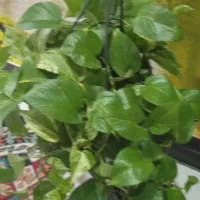 فروش گیاه خانگی گل۸۰|حراج|بروجرد, |دیوار