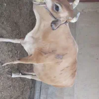 گاو