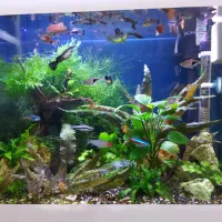 آکواریوم گیاهی|ماهی|همدان, |دیوار