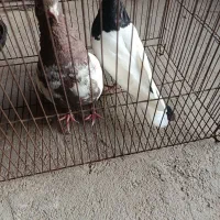 کفتر|پرنده|آذرشهر, |دیوار