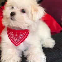 واگذاری توله سگ خرسی تیکاپ|سگ|شیراز, فرهنگ شهر|دیوار