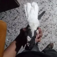 کفتر|پرنده|کارون, |دیوار