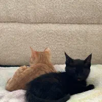 واگذاری گربه