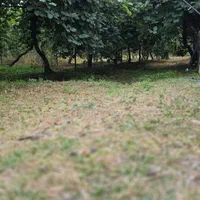 فروش و تهاتر باغ کیوی  شمال پربار با خودرو|فروش زمین و ملک کلنگی|تهران, اکباتان|دیوار