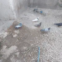 ۱۱۰ کفتر از همه رنگی دونی ۷۰ تا دونی ۱۵۰ تکی فرق|پرنده|مرودشت, نقش رستم|دیوار