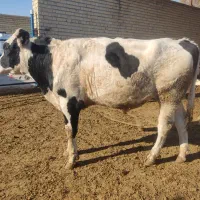 گوساله نر|حیوانات مزرعه|مرودشت, محمد آباد|دیوار