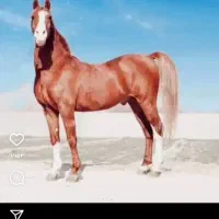 کره نریون سهیل حیدر