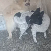 سگ ماده آبستن