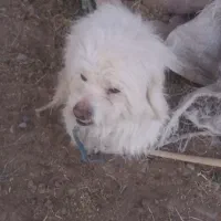 واگذاری سگ پاکوتاه نر پشمالو 11ماهه|سگ|بم, |دیوار