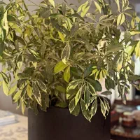 گلدان بنسای  ابلق|گل و گیاه طبیعی|تهران, قیطریه|دیوار