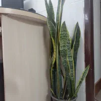 سانسوریا ابلغ