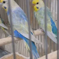 مرغ عشق های رینبو ورنگین کمانی و پروانه ای