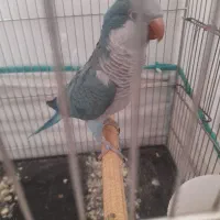 راهب