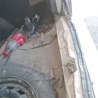 کبوتر پلاکی|پرنده|بشاریات, |دیوار