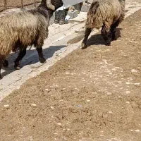 قوچ داشتی|حیوانات مزرعه|بهبهان, |دیوار