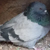 سبز ملقی