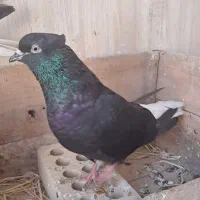 کبوتر
