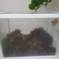 حلزون پرورشی ۱۲ عدد فقط ۳۰۰